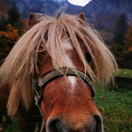 Дом отдыха Skalca