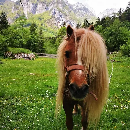 Skalca Kamniska Bistrica