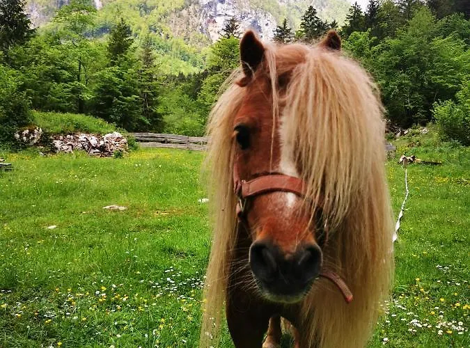 Skalca Kamniška Bistrica